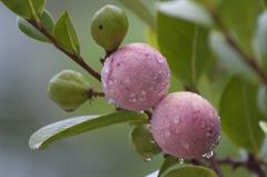 آلوی کاکائو